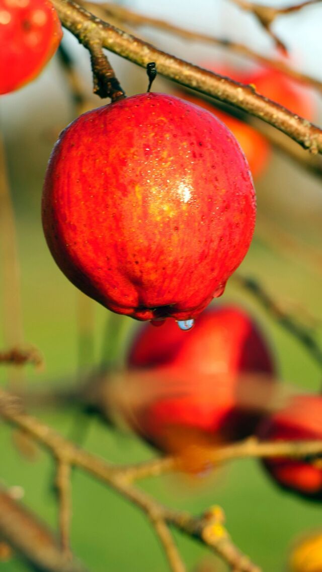 Diversifying our diet can improve humanity’s health AND the planet’s, but only if we protect the smorgasbord of options that exists beyond the supermarket. 🍎🌽
 
On our newest episode of the #PlantPeople podcast with @prxofficial, we talk with @dan.saladino, a host on the @bbcradio4 show The Food Programme (@bbcfoodprog) and the author of Eating to Extinction. Together we skip over the familiar produce section for a look at the wide world of foods you might not know about, and the threats that could erase them before they find their way to the store shelf. From rare cider apples on the brink of extinction to the vanishing Old Cornish cauliflower, and a variety of Indigenous plant-based edibles, come learn how preserving these endangered eats is important to our shared future.
 
Listen, review, and subscribe through the link in our bio!