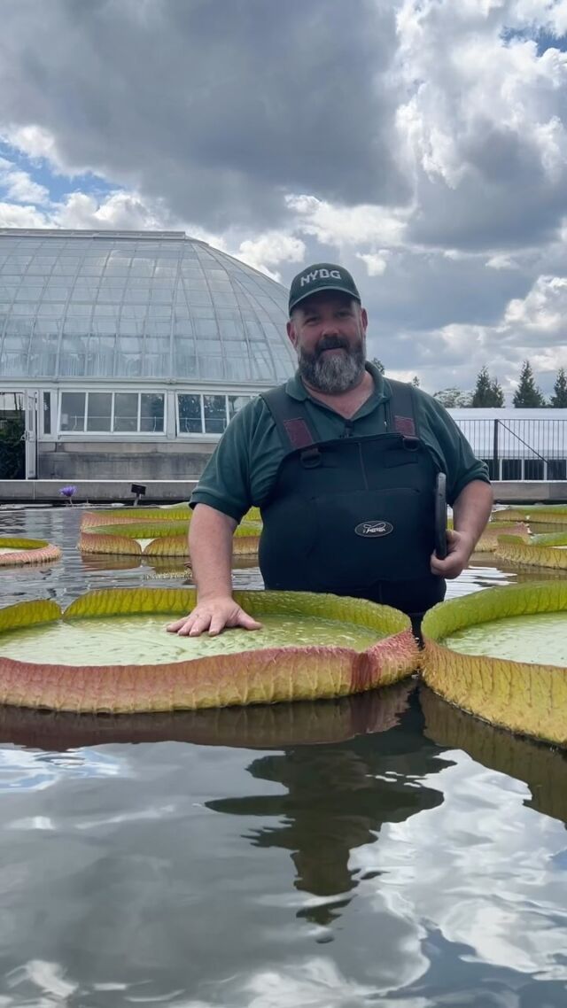 Drumroll please 🥁 We’re back in the ring for #waterlilyweighoff24 and ready to give our fellow botanical gardens a run for their money 🪷
 
This year, our Victoria cruziana put in the training for a final measurement of 45 inches in diameter—enough to help it support 84 pounds of weight! 🤯
 
Check out our friends among this year’s strong competition: 
@denverbotanic @kewgardens @lotusland_gannawalska @thetoledozoo @atlbotanical @mobotgarden @thehuntingtonlibrary @chicagobotanic @sandiegobotanicgarden @rbgedinburgh @newenglandbg @hudsongardens @naplesbotanical 
 
May the strongest water lily win!