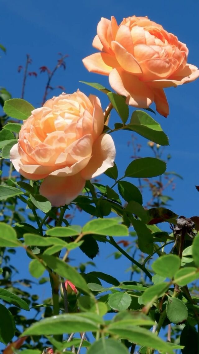 With the Peggy Rockefeller Rose Garden in its second bloom, it’s your second chance to treat yourself to this sweet scenery! 🌹

The fall show has flowers in pinks, purples, whites, yellows, and fiery sunset reds, a perfect place to relax while we wait for the colors of fall foliage to step fully into the spotlight. Catch these fragrant wonders while they’re still showing off!

#Rosa #roses