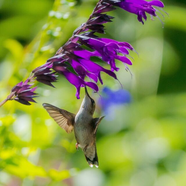 The Garden’s most mesmerizing miniature visitors—the ruby-throated hummingbirds—are on the move! 🪶💨

As these tiny birds prepare for their migration south for the winter, you’ll currently find them in abundance throughout the Ladies’ Border, Native Plant Garden, and Perennial Garden, where they flit from flower to flower in search of nectar. But don’t wait too long—they’ll have taken flight for warmer climates before you know it.

#hummingbirds #birding @marlonco.photography