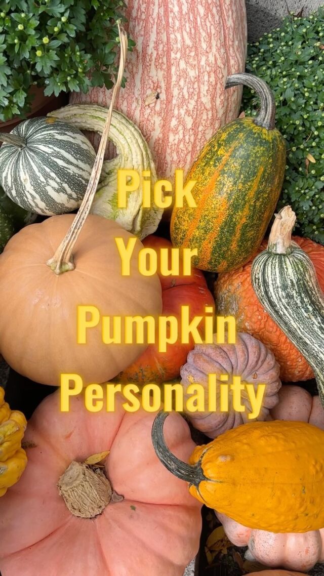 Pick a personality, we know all the good fall photo spots! 🍁
 #pumpkins #personality #fallvibes #fallphotos #halloween #halloweenmovies