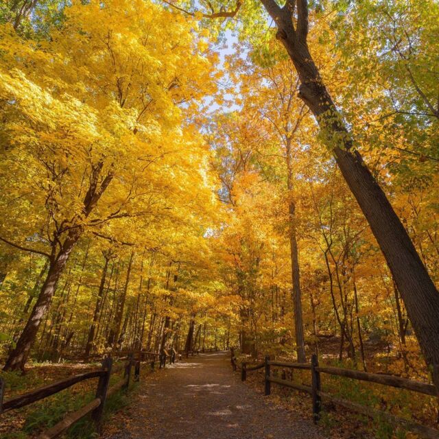 Leaf locally this fall, because right now, EVERY hour is #GoldenHour at NYBG! 🍁☀️✨

We're now at peak fall color, just in time for what's shaping up to be a sunny, crisp weekend at the Garden. And with our Giant Pumpkin Palooza happening this Saturday and Sunday—with @adambierton and his fellow artists carving a 2,000+ lb. pumpkin to create a gargantuan gourd masterpiece—this is spooky season at its best. Did I mention Wonderland: Curious Nature is also in its final weekend? Come see it all before it disappears. 👀

You DON'T want to miss this weekend of New York beauty and Fall-O-Ween fun!

@marlonco.photography #FallFoliage #FallOWeen #GiantPumpkins