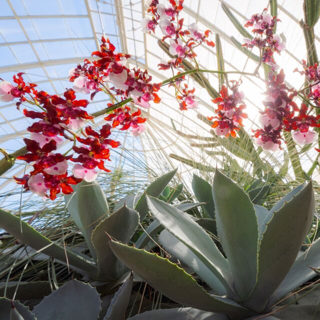 Opening February 15, The Orchid Show: Mexican Modernism carries you to the vibrant setting of Mexico City. 🌺
 
Set off on a journey where the fusion of tradition and contemporary artistry takes center stage amid awe-inspiring displays of orchids, and wander through lush landscapes that showcase Mexico’s diverse ecosystems and rich cultures. Among settings inspired by the bold, multicolored designs of Mexican modernist architect Luis Barragán, come visit CDMX—without ever leaving the Bronx.
 
Orchid Nights are also BACK with 21+ evenings featuring music and dancing, cash bars, and food for purchase. Hit the link in our bio to sign up for ticket alerts, and stay tuned for ANOTHER major announcement this afternoon!
 
#TOSNYBG #TheOrchidShow #MexicanModernism #OrchidNights