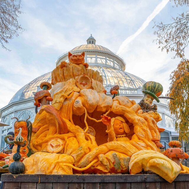 Down the rabbit hole Alice goes! This year's giant pumpkin carving took us to Wonderland for the final weekend of our exhibition. 🕳️🐇

BIG thanks to this year's carvers, @lennycalvincreations, @ahead.of.the.carve, @adambierton, and @theartsylefty for their hard work and unmatched skills in pulling off this frightfully imaginative scene in only ONE weekend. You'll still be able to catch the finished pumpkin in our Visitor Center until November 3 (or as long as it holds together!) And while Wonderland: Curious Nature and Fall-O-Ween may be over at NYBG, there's plenty of fall left to enjoy the beauty of the foliage here in NYC's most colorful landscape.

Stay tuned for Fall Forest Weekends, followed by the Holiday Train Show, as we make our way toward the holiday season!