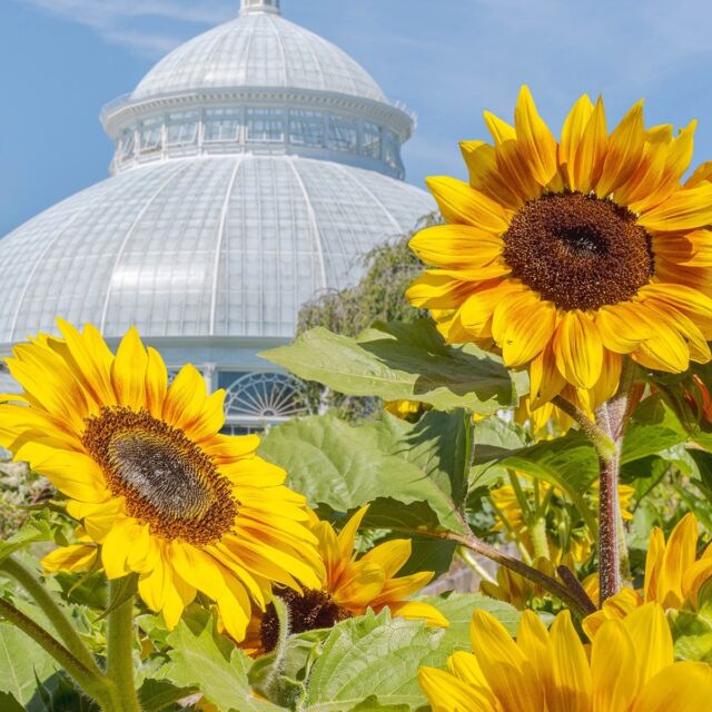 Coming Spring 2025, Van Gogh: Painting with Flowers makes NYBG a canvas for the brush strokes of one of the world’s most revered artists. 🎨🌻
 
It’s your chance to revel in the beauty of the flowers that inspired the Dutch master’s iconic paintings. Find yourself immersed in botanical displays and large-scale art as you wander through a breathtaking lawn of monumental sunflowers, and see the expressive masterpieces bloom in recreations made of living flowers. You’ve seen the paintings, now see them come to life in a way that only NYBG can deliver—and let Vincent van Gogh’s unforgettable world of art and nature envelop you in a vibrant daydream during this botanical celebration of the internationally acclaimed painter.
 
Visit the link in our bio to sign up for ticket alerts to this all-new exhibition opening May 24, 2025.
 
#VanGoghNYBG #PaintingWithFlowers