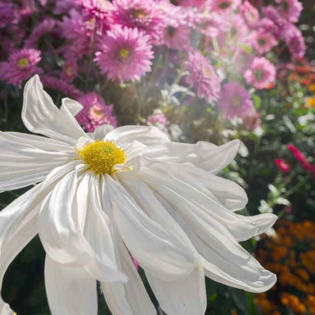 Alongside the stunning colors and crafts of our Fall Forest Weekend activities, our Kiku—trained Japanese chrysanthemums—are this weekend’s brightest stars. 🌟
 
Inside the Nolen Greenhouses, you’ll find sculptural plants that represent 11 MONTHS of meticulous work by our horticulture team, resulting in a world of flowers to explore that’s unlike anything you’ll see this season. And with @taikomasala bringing their incredible drum performances to the Garden Saturday and Sunday, we’re excited for this can’t-miss celebration of inspiring Japanese traditions.
 
Kiku won’t last forever—they’re only on view from November 2 to 17—so make time for a greenhouse stop during this weekend’s fun at NYBG!
 
#Kiku #FallForestWeekends #Chrysanthemum