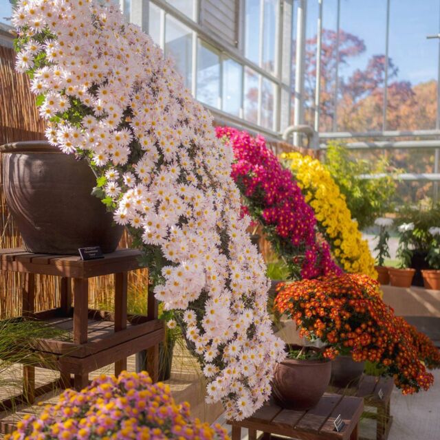 While it took 11 months to train these Japanese chrysanthemums, Kiku will only be around through Sunday. 🌼👀

Over the course of nearly a year, our expert staff have painstakingly grown, pinched, trimmed, and tied these plants to produce flowers in exact arrangements, creating shapes like these ‘kengai’ (cascade) displays, or the iconic ‘ozukuri’ (thousand bloom) plant that looks like a mountain. And you want to know what’s really wild? Each display emerges from only a SINGLE stem.

Kiku is on view now through November 17 in our Nolen Greenhouses, waiting for your visit.

#Kiku #Chrysanthemum