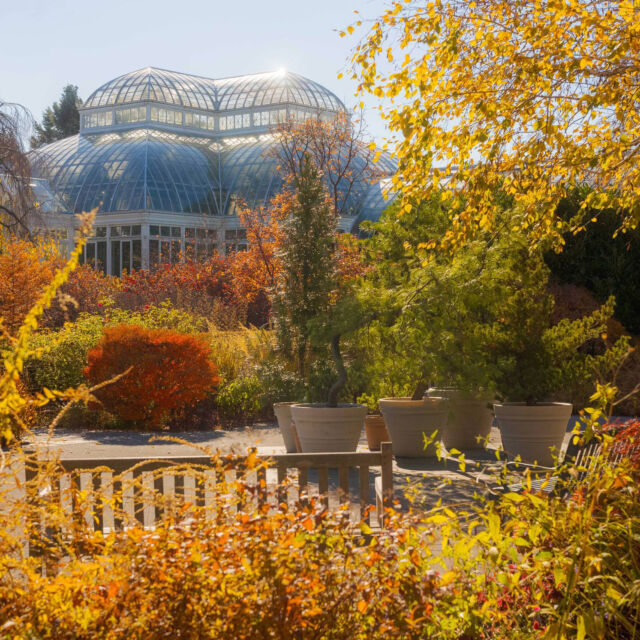 It may be late in the leafing season, but there's still fall color to be found as you wander the Garden. 🍁☀️

The Perennial Garden is an especially good spot to sit and savor the all-season color of this unique collection, and dotted throughout our 250 acres are trees still flaunting their fall fashion. What's been your top autumn beauty moment this year?

#FallFoliage