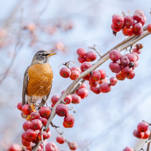 As the trees drop their leaves and winter comes in for a landing, the Garden becomes even more of a birder's paradise. 🪶🌲

The bare branches make visiting and resident birds MUCH easier to spot as they go about their daily errands in the canopy. This is all to say: don't forget your binoculars if you've got 'em!

#Birding