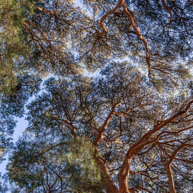 When the leaves have called it quits on many of the trees, you can always count on the nuanced beauty of the evergreens in winter. 🌲

Many of us here at the Garden like to look up at the rivers and tributaries of space between the branches of the Tanyosho pines, nearly touching but just a little too shy, with clear blue sky peeking through sprays of green needles.

#Tanyosho #Pinus densiflora