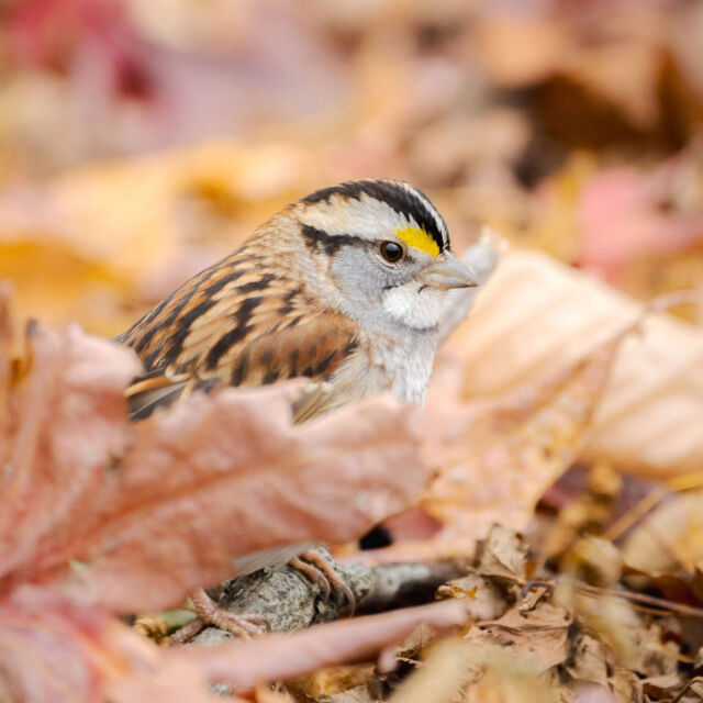 Our feathered friends are floofing their way through the frosty weather—and now’s the best time to see them. 🪹 🐦

Whether you’re a white-throated sparrow kicking up leaves, a northern cardinal bundling up, or a titmouse striking a pose, our 250 acres are the place to bird (and be a bird 🪶) this season.

#Birding