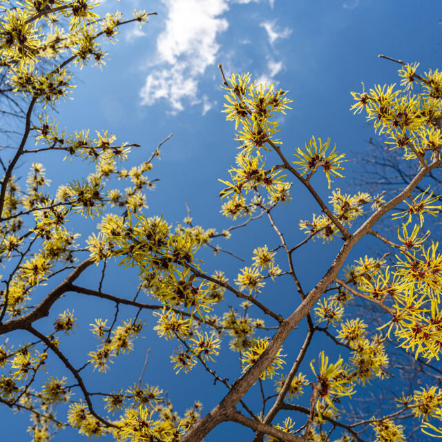 Just when you think you'll have to wait until spring to see flowers outdoors again, the witch-hazels pop up to say hello. 👋🌼

We're just starting to see these flowering trees bloom for the winter, and you'll be able to spot them showing off in various places throughout the Garden until March. Keep an eye out for their splashes of color!

#Hamamelis