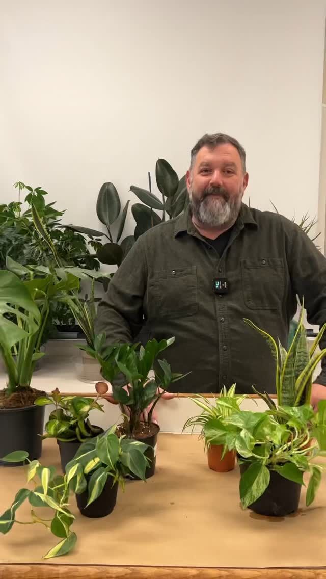 Even if you THINK you’ll never have a green thumb, these plants can help you grow your confidence. 🪴🧑‍🌾

Winter’s always better with some greenery to appreciate, and Marc Hachadourian, our Director of Glasshouse Horticulture, has just the houseplants to make your apartment a little more verdant this season—without the constant fear that you’re sending your new botanical friends to an early demise. From pothos to philodendron, check out a few of the best entry-level plants that are likely to survive and thrive during your plant care learning curve.

#NYBGEducation