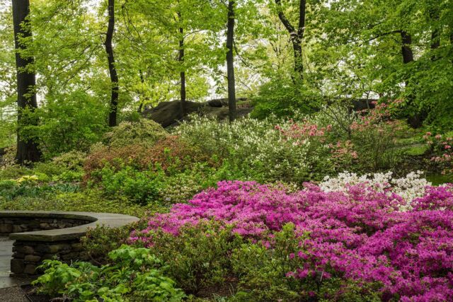 In photographer @ledermanlens’s new book, “Gardening with Nature at the New York Botanical Garden,” you’ll see our 250 acres in an enchanting new light.

Available for preorder today at the link in bio, and on sale globally from @phaidonpress in April, this collection of stunning landscape photography from Larry Lederman—who has documented the scenery of NYBG for over a decade—spotlights sustainable horticulture at the Garden. Discover its application embodied in multiple gardens on its grounds, from the Azalea Garden, where more than 3,500 specimens thrive amid dramatic rock outcroppings, to the old-growth Thain Forest and beyond. 

With insightful text from Todd Forrest, Vice President for Horticulture and Living Collections, and a foreword by Jennifer Bernstein, President of NYBG, it’s a must for anyone interested in gardening in concert with nature.