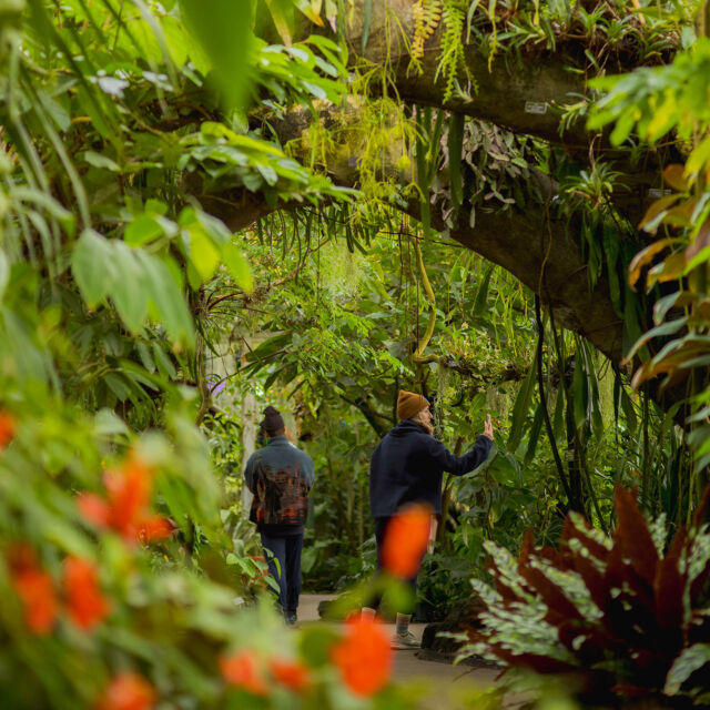 While you can’t click your heels together to get to the Haupt Conservatory, it’s only a 20-minute ride from Grand Central to our Emerald City. 🌴✨

There’s no place like our year-round rain forest to thaw out, warm up, and relax.

#Averrhoa carambola | #Musa haekkinenii | #Cereus hildmannianus