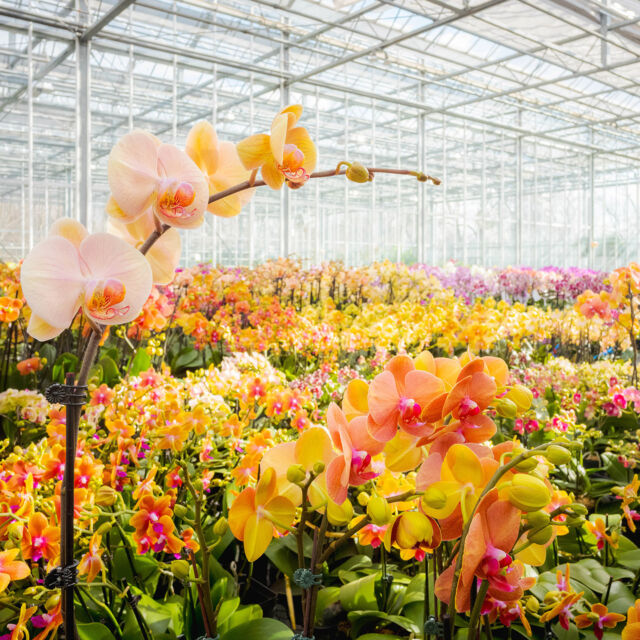 Ever wonder how we get ready for The Orchid Show? Hint: it requires a huuuuge greenhouse. ☀️🪴

While we’re preparing the Haupt Conservatory for opening day on February 15, we’ve got THOUSANDS of orchids waiting for their big moment in the Nolen Greenhouses for Living Collections. And because The Orchid Show: Mexican Modernism runs through April 27, we need plenty of understudies on deck to tag in when the early orchids wind down their blooms.

It’s all quite a magical production—and we can’t wait to show you the big payoff! We’re under two weeks out now, so get your tickets for preferred dates through link in bio.

#OrchidNYBG