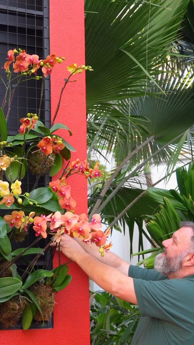 It’s all coming together! In one week, The Orchid Show: Mexican Modernism will be yours to explore. 🌺

With the February 15 opening date just around the corner, our horticulturists are hard at work getting this year’s stunning celebration of floral beauty ready for its big moment. And the inspiration we’ve drawn from the modernist architecture of Luis Barragán has everything ✨POPPING✨ with color.

Don’t have your tickets yet? Grab them through link in bio—because you won’t want to sleep on this!

#OrchidNYBG