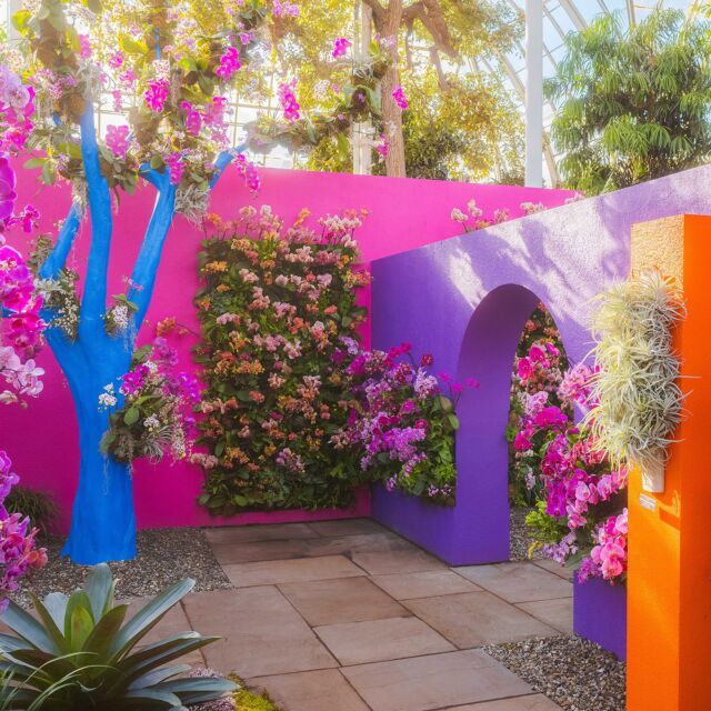 Here’s your FIRST LOOK at The Orchid Show: Mexican Modernism. Join us Saturday for opening day! 🌺✨
 
This year’s exhibition is your ticket to an immersive journey through stunning orchids and lush landscapes inspired by the bold designs of architect Luis Barragán. And we’ve got your travel itinerary all set: come explore thousands of vibrant flowers among colorful settings that showcase diverse ecosystems and contemporary artistry.
 
A paradise of beauty is waiting for you, right here in the Bronx. Get tickets through link in bio.
 
#OrchidNYBG