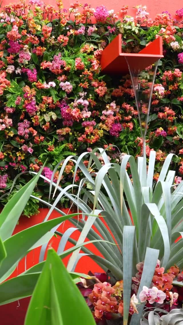 “Best Orchid Show ever.” Members and visitors have been thrilled with The Orchid Show: Mexican Modernism—and it’s just waiting for you to explore. 👀

Come see what everyone’s talking about as you wander through settings inspired by the Modernist architecture of Luis Barragán, with bright pink, orange, and purple scenes framed by THOUSANDS of colorful orchids. And with our next Orchid Night kicking off tonight, Saturday, February 22 at 7 p.m., the show takes on a whole new light after dark.

It may be frosty outside, but at NYBG the tropical vibes are in full swing! Tickets through link in bio.

#OrchidNYBG #MexicanModernism #OrchidNights