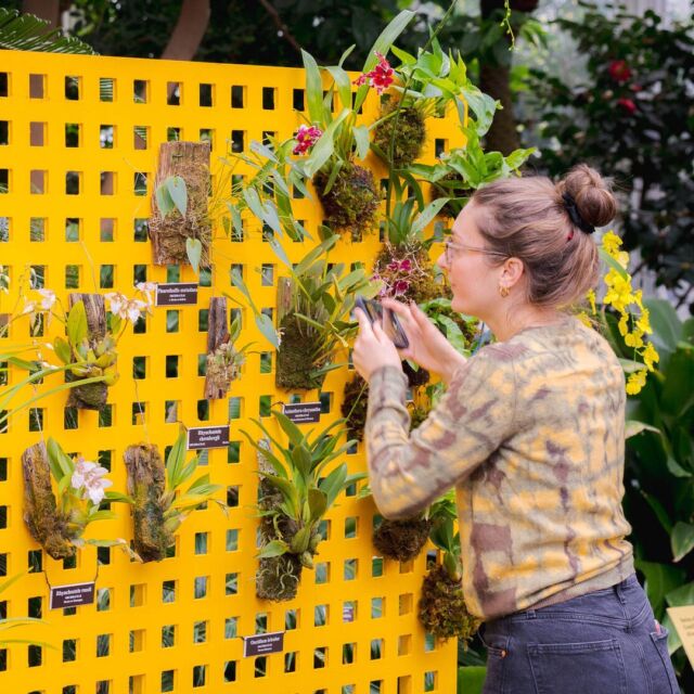 Among the thousands of vibrant flowers on view in The Orchid Show: Mexican Modernism, you’ll find unique species representing Mexico’s sheer biodiversity. 🌿🌴

Including native plants in the genera Oncidium, Epidendrum, and Rhynchostele, to name a few, these orchids’ blooms range from flamboyant red flowers to tiny white inflorescences you’ll need to get up close to see. They’re a perfect example of just how diverse Orchidaceae—the second largest plant family on Earth—can be, whether the plants grow on the ground or up among the tree branches.

#OrchidNYBG #MexicanModernism #OrchidSeason