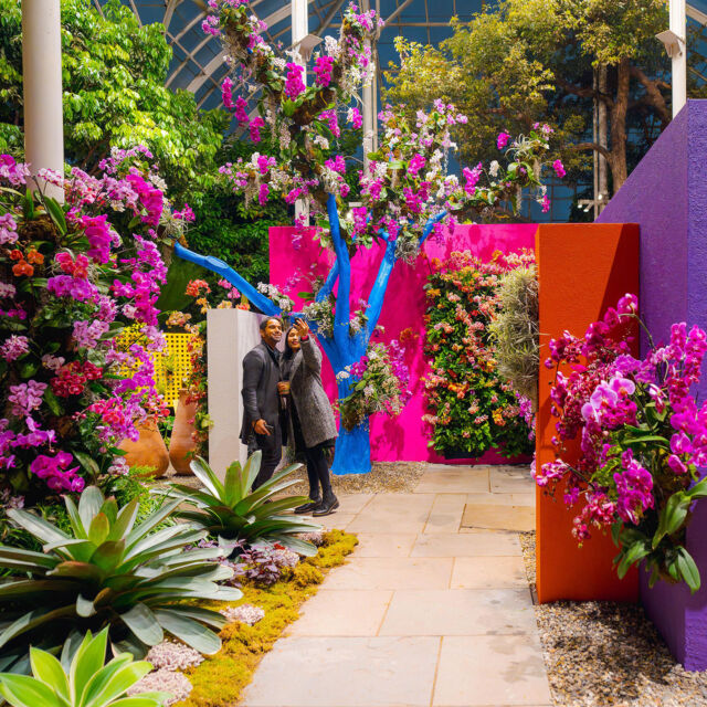 When the sun sets and the lights of the Haupt Conservatory come up, The Orchid Show: Mexican Modernism takes on a whole new vibe. 🌺🌅
 
This Saturday, March 8, leave your calendar open for Orchid Nights from 7 to 10 p.m. In the warmth of our landmark glasshouse, find yourself surrounded by thousands of vivid flowers framing displays inspired by the colorful designs of Mexican Modernist architect Luis Barragán. Grab one of our specialty cocktails and mocktails on offer, leave room for a bite from our Mexican-inspired menu—then make your way to the dance floor for the beats of Mexican cumbia sonidera.
 
It's the best way to get in the swing of spring as winter makes its exit! Tickets through link in bio.
 
#OrchidNights #OrchidNYBG #MexicanModernism