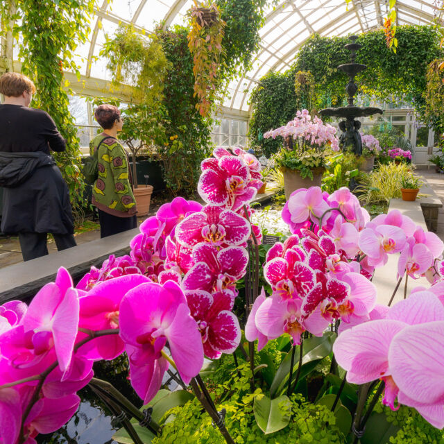 When you enter the Haupt Conservatory, you’ll find orchids every which way you go. 🧭🌺
 
During your visit to The Orchid Show: Mexican Modernism, leave time to stop and soak in the scenery all throughout the galleries of our landmark glasshouse. The Aquatic House, with its hanging vines and the gentle sound of the fountain, is a favorite for stopping to sit and be present for a bit.
 
#OrchidNYBG #MexicanModernism #Phalaenopsis