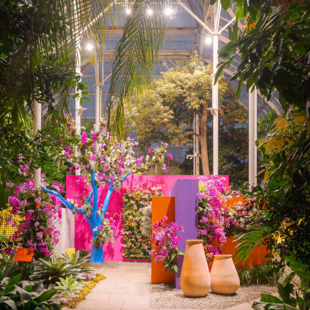 This Saturday, March 22, we’re turning the spotlight on Orchid Nights—very literally. 🌺🔦

Experience The Orchid Show: Mexican Modernism brilliantly lit up after dark, with colorful moments inspired by the Modernist architecture of Luis Barragán, and rare and unique orchid specimens throughout the Haupt Conservatory. Just look for them soaking up the limelight as you explore.

Afterwards, come dance with us! Save 20% on tickets to our March 22 or 29 events with code BLOOM20, and hit the Garden for a 21+ night out with your friends—you deserve it. 💃🍹

#OrchidNights #OrchidNYBG #MexicanModernism