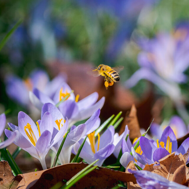 A new season just dropped and we’re ready for spring looks! 🌷🐝
 
As we celebrate the #SpringEquinox with another winter behind us, we’re only just starting to see the beauty of the season unfold. It starts with purple and white crocuses popping up to say hello, and before you know it, cherry blossoms, magnolias, and more are everywhere you look.
 
Hit the link in our bio to see the NEW bloom trackers we're rolling out this season, with more collections to come soon. It’s going to be a gorgeous spring bloom in NYC, and you know just where to find the best of it. 👀
 
#Crocus #Iris #Magnolia #Prunus mume @marlonco.photography