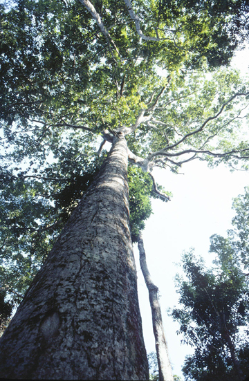 Amazon Program | NYBG